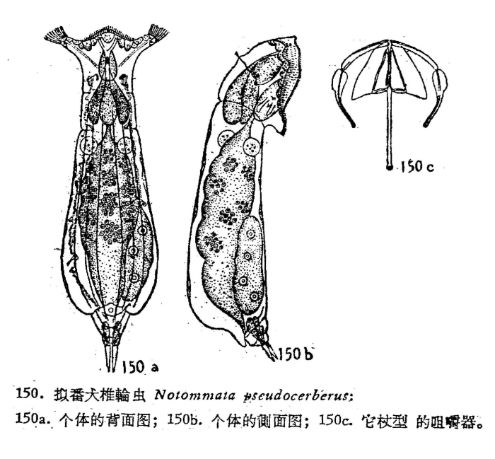 Notommata pseudocerberus