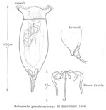 Notommata pseudocerberus