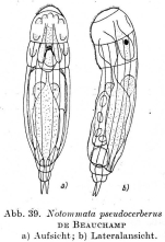 Notommata pseudocerberus