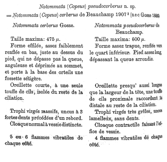 Notommata pseudocerberus - Original description image