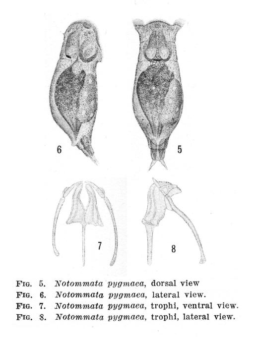 Notommata pygmaea - Original description image