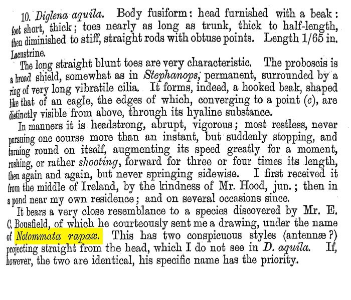 Notommata rapax - Original description image