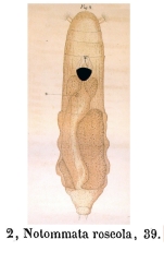 Notommata roseola