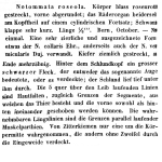 Notommata roseola - Original description image