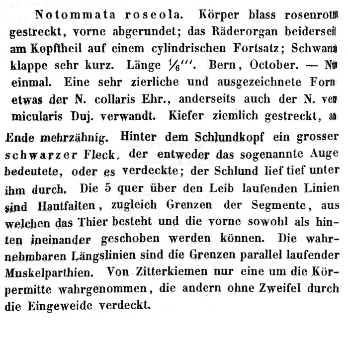 Notommata roseola - Original description image