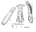 Notommata rubra - Original description image