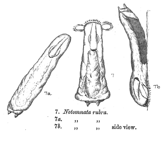 Notommata rubra