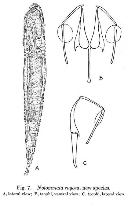Notommata rugosa - Original description image