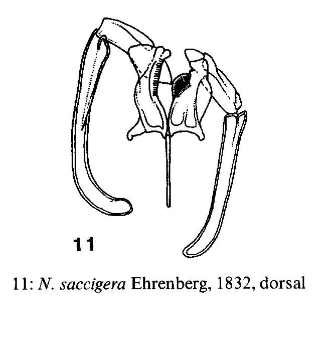 Notommata saccigera