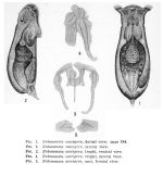 Notommata saccigera