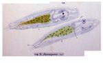 Notommata saccigera