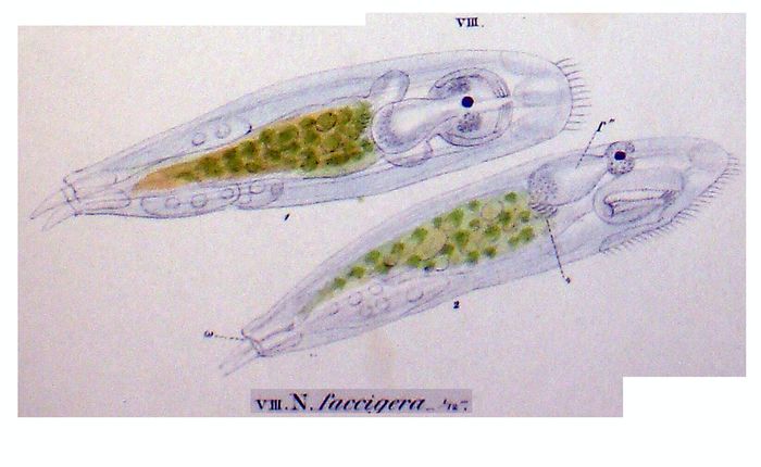 Notommata saccigera