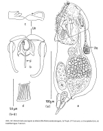 Notommata saccigera