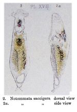 Notommata saccigera