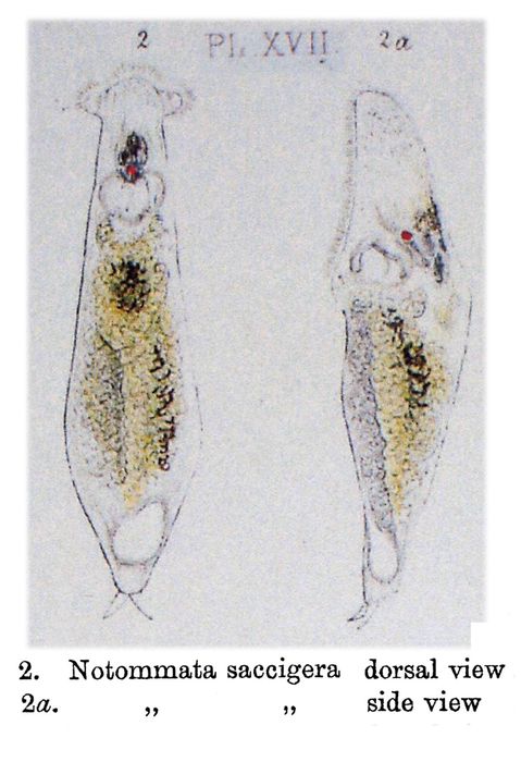 Notommata saccigera
