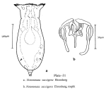 Notommata saccigera