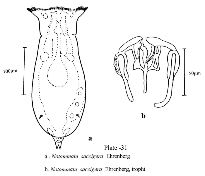 Notommata saccigera