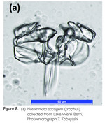 Notommata saccigera