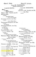 Notommata saccigera