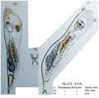 Notommata silpha