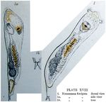 Notommata silpha