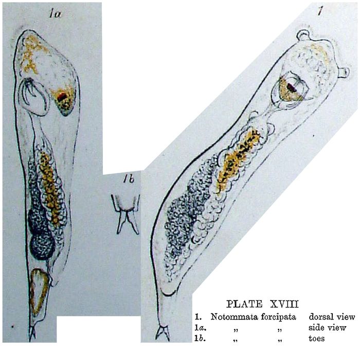 Notommata silpha Notommata silpha