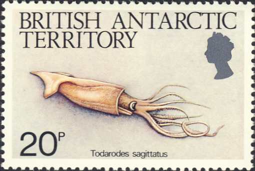 Todarodes sagittatus Todarodes sagittatus