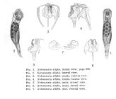 Notommata silpha