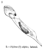 Notommata silpha - Original description image
