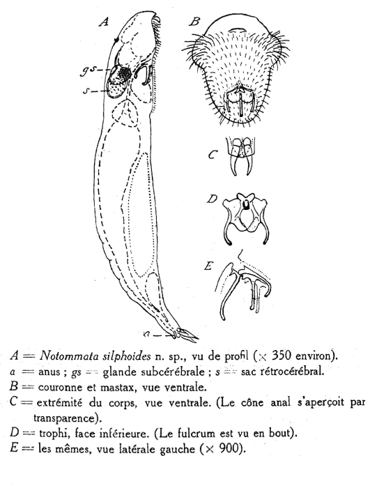 Notommata silphoides Notommata silphoides