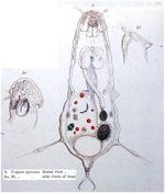 Notommata spicata