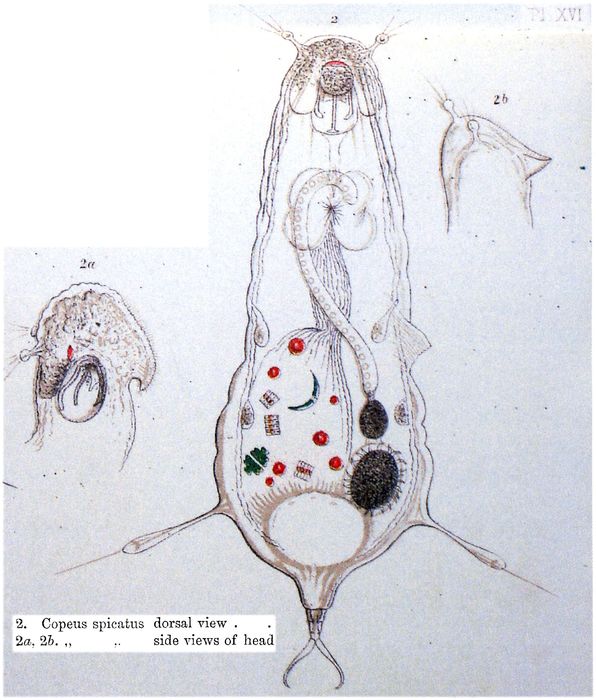 Notommata spicata
