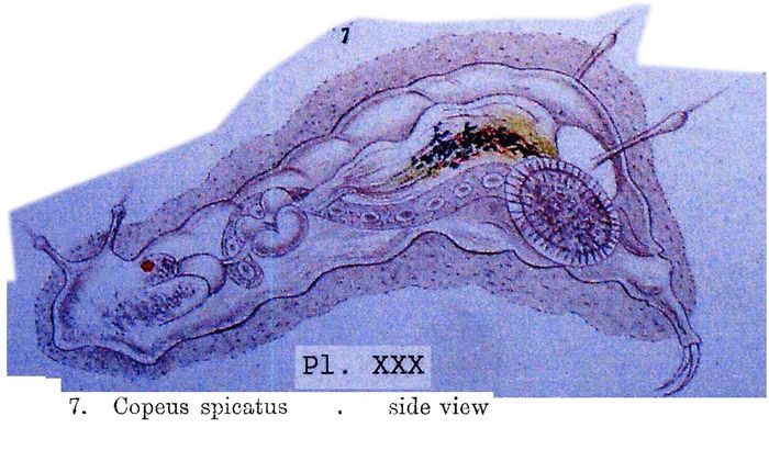 Notommata spicata Notommata spicata