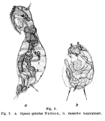 Notommata spicata