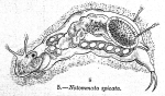 Notommata spicata