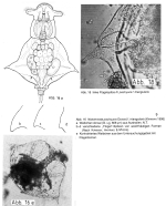 Notommata spinata