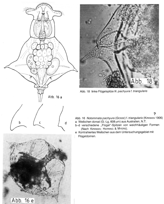 Notommata spinata Notommata spinata