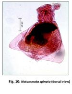 Notommata spinata