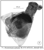 Notommata spinata