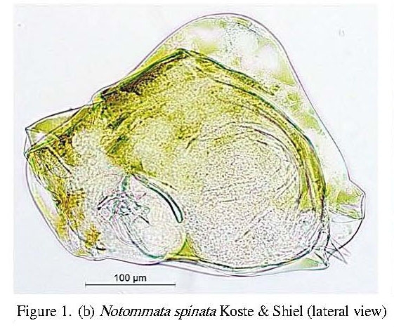 Notommata spinata Notommata spinata