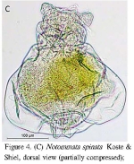 Notommata spinata