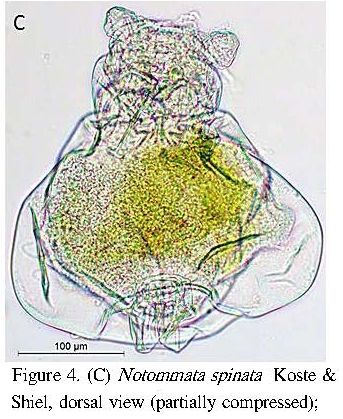 Notommata spinata