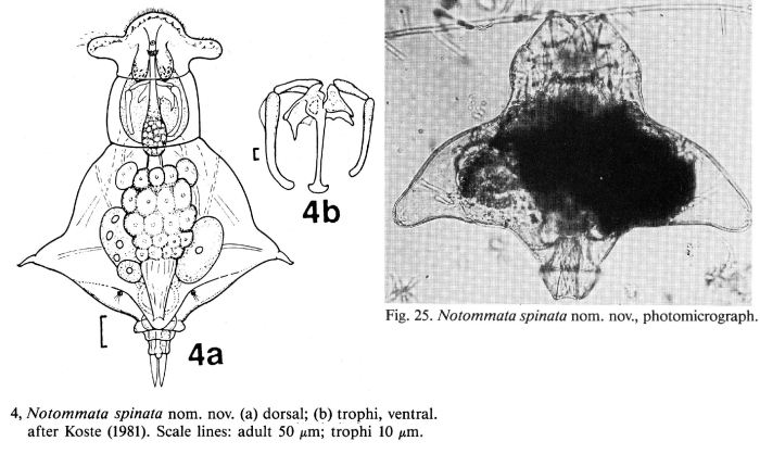 Notommata spinata - Original description image
