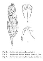 Notommata stitista - Original description image