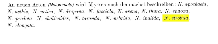 Notommata strobila - Original description image