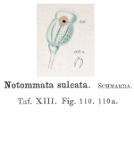 Notommata sulcata - Original description image