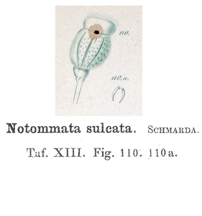 Notommata sulcata - Original description image