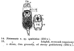 Notommata symbiotica