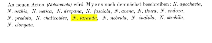 Notommata taranda - Original description image