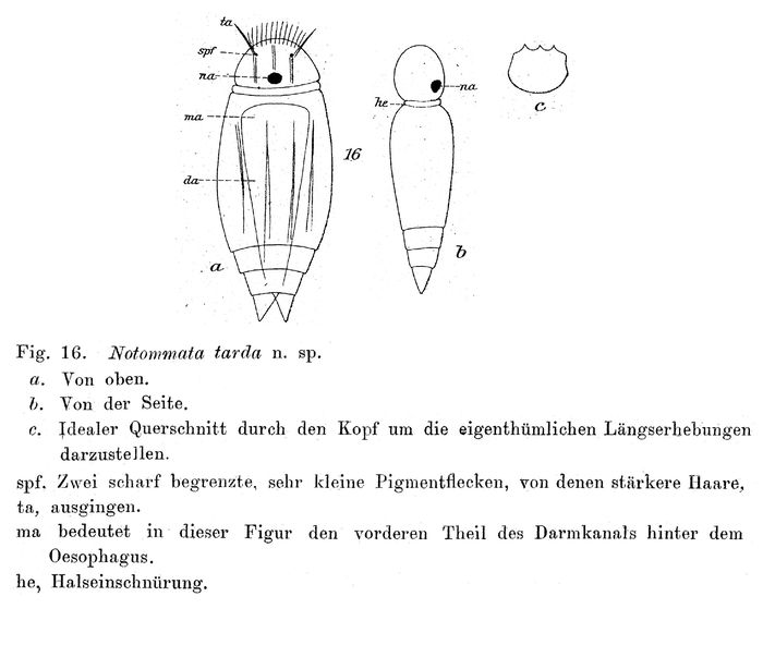 Notommata tarda - Original description image
